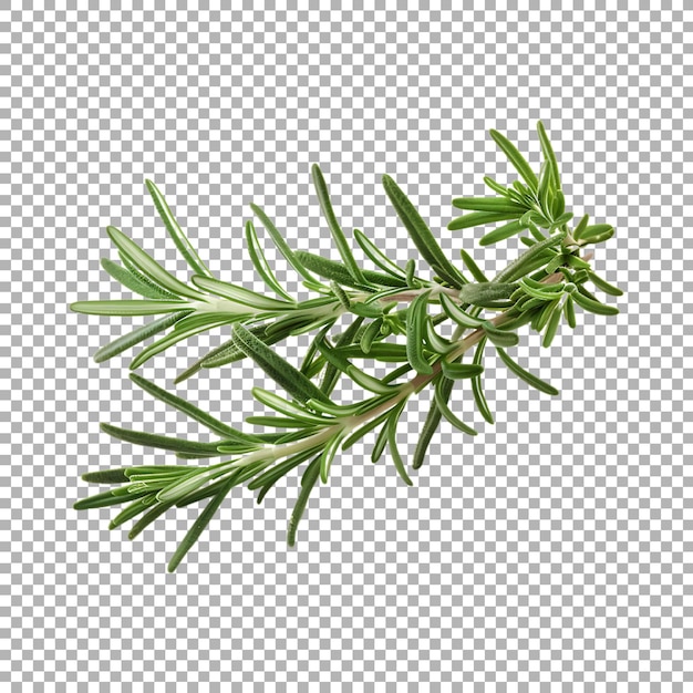 PSD rosemary on transparent background ai generated