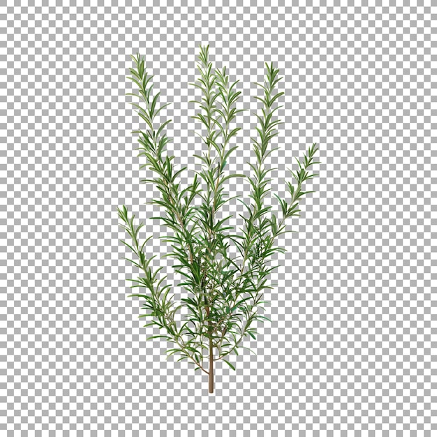 PSD rosemary on transparent background ai generated