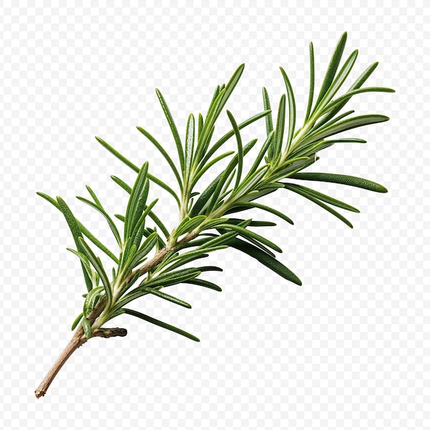 rosemary