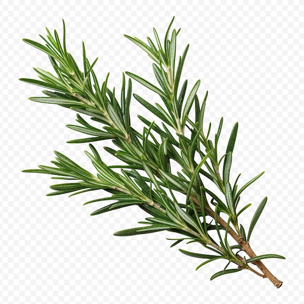 rosemary