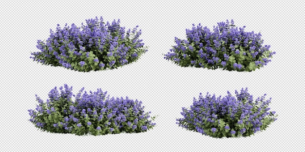 PSD a row of lavender flowers with a white background