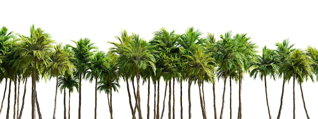 Row of palm trees on a white background on white transparent background 3D rendering illustration