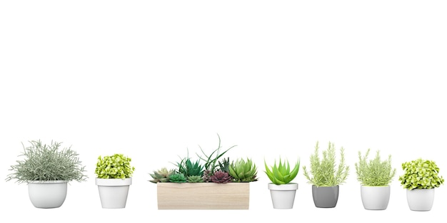 A row of plants with one that says succulents