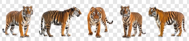 Royal Bengal Tiger full body isolate on transparency background PSD