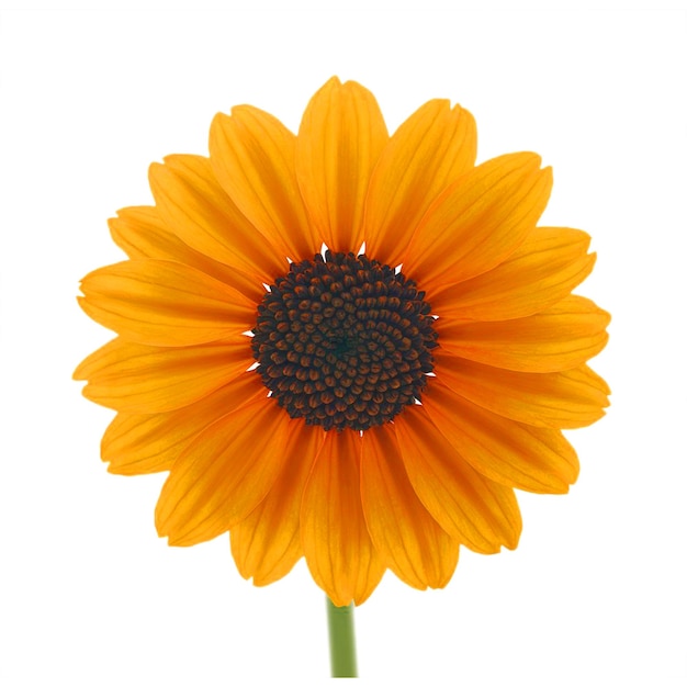 Rudbeckia flower isolated on transparent background