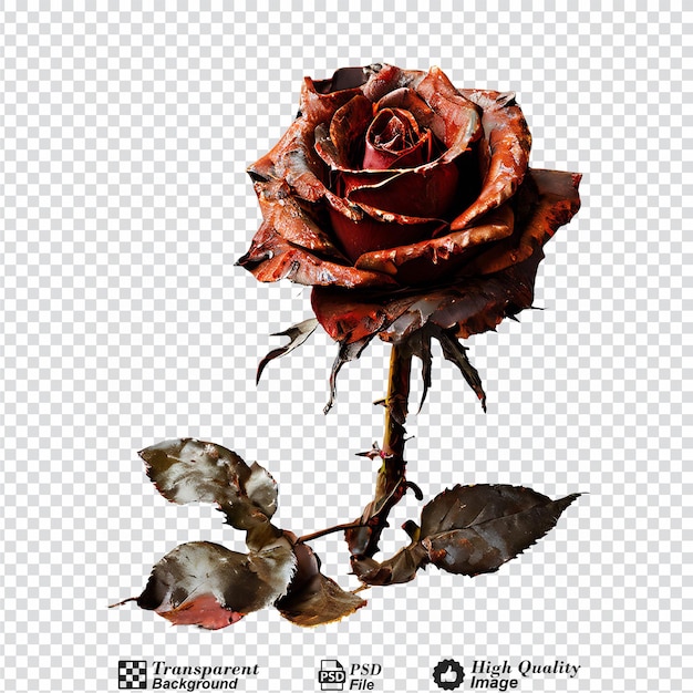 PSD rusted rose on floor isolated on transparent background