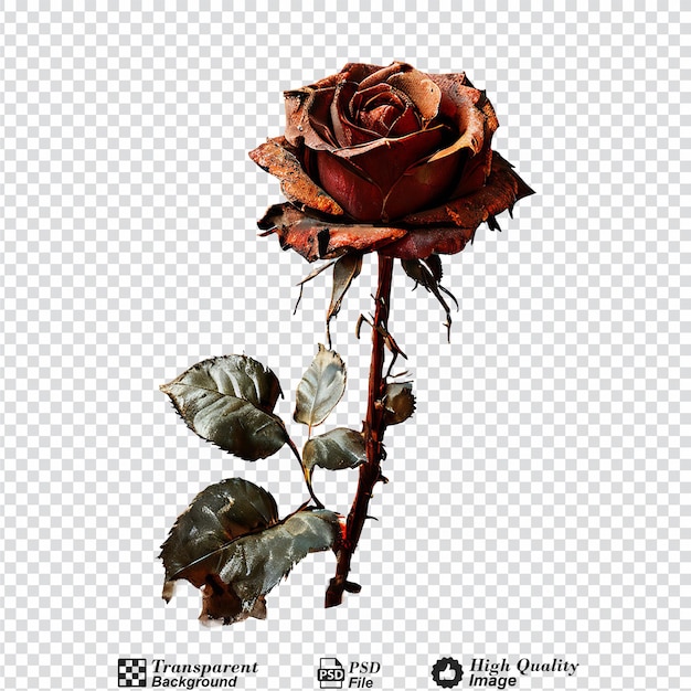 PSD rusted rose on floor isolated on transparent background