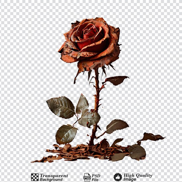 PSD rusted rose on floor isolated on transparent background