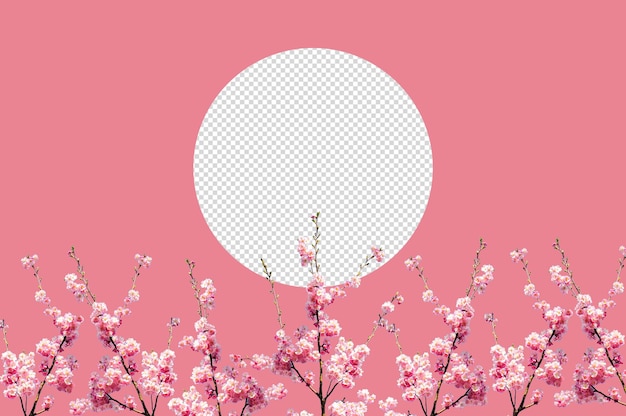 Sakura isolated, cherry blossom Psd