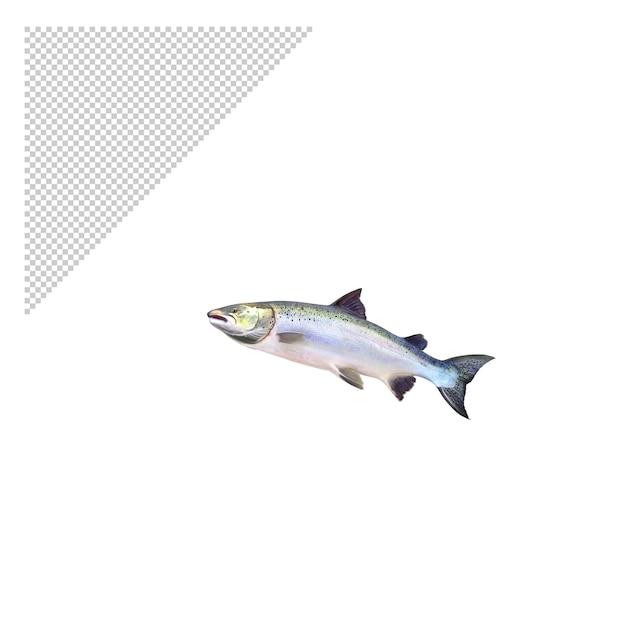 salmon Fish PNG