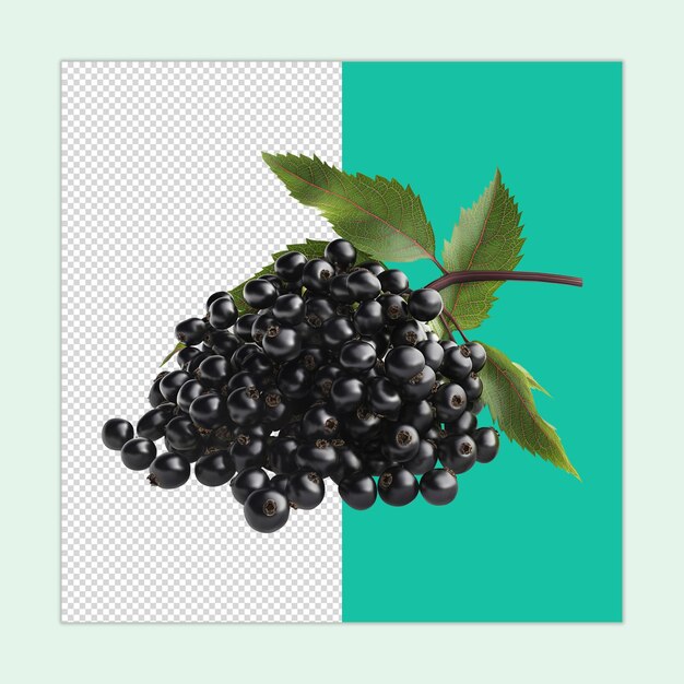 PSD sambucus fruit psd a fresh bunch of elderberry fruit with isolated on a transparent background