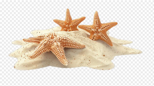 PSD sand and dried starfish realistic