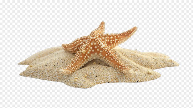 PSD sand and dried starfish realistic