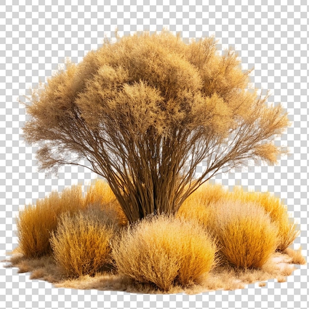 PSD savanna dry grass shrub isolated on transparent background