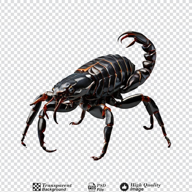 PSD scorpion isolated on transparent background