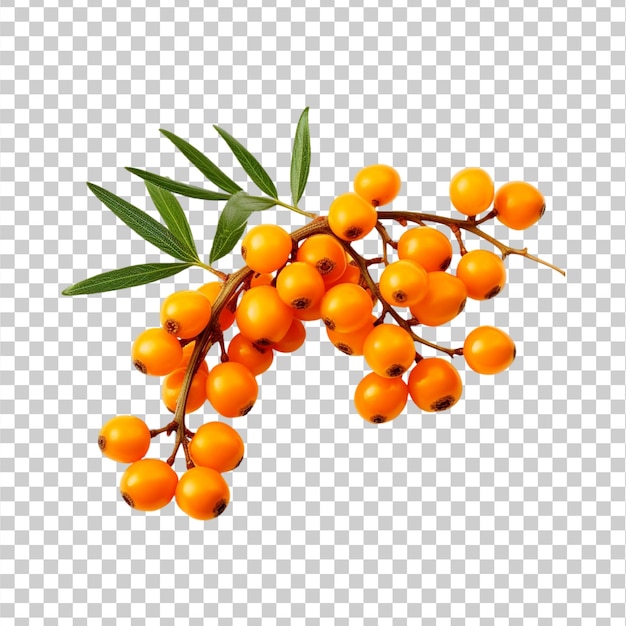 Sea buckthorn fruit with leaves isolated on a transparent background