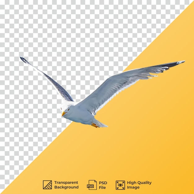 PSD sea gull png