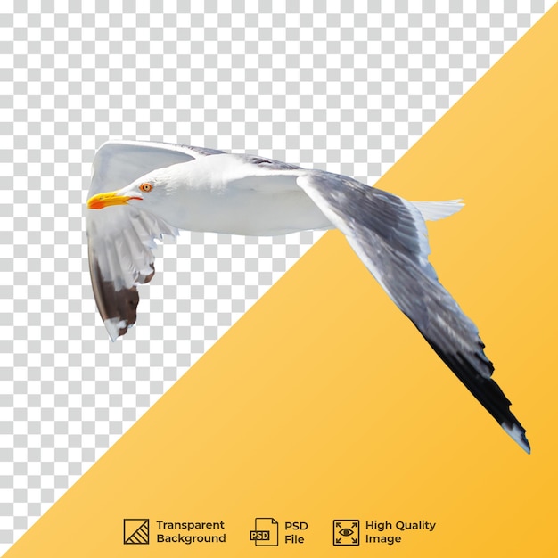 PSD sea gull png