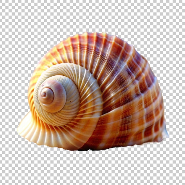 Sea shell on transparent background