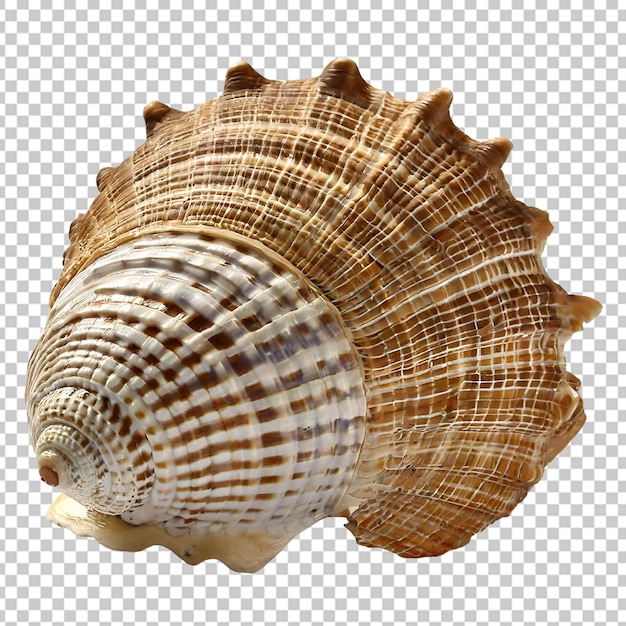 Sea shell