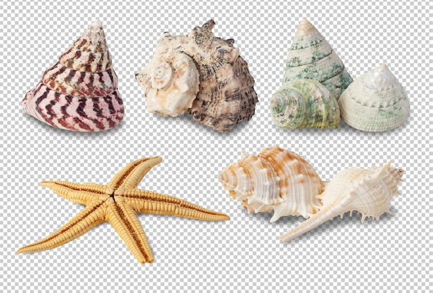 Sea shells collection cutout Psd file