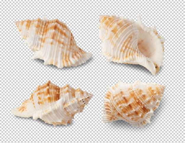 Sea shells collection cutout Psd file