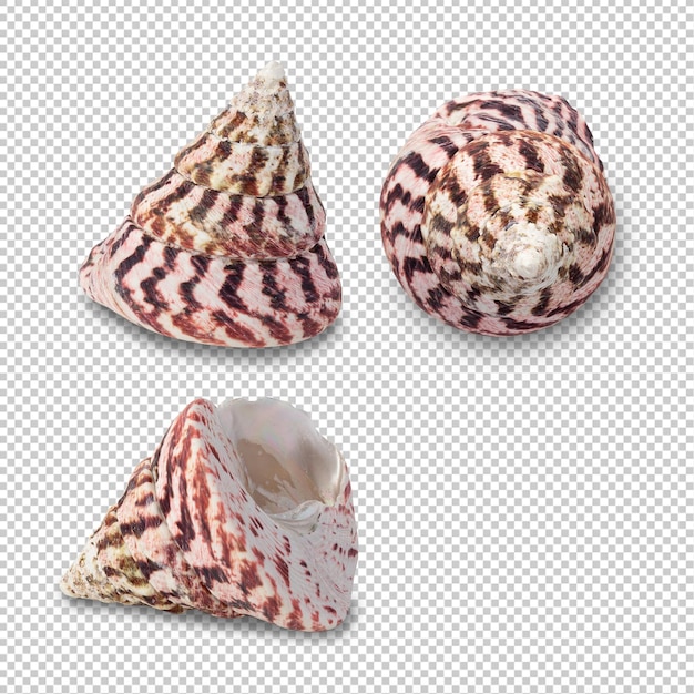 Sea shells collection cutout Psd file