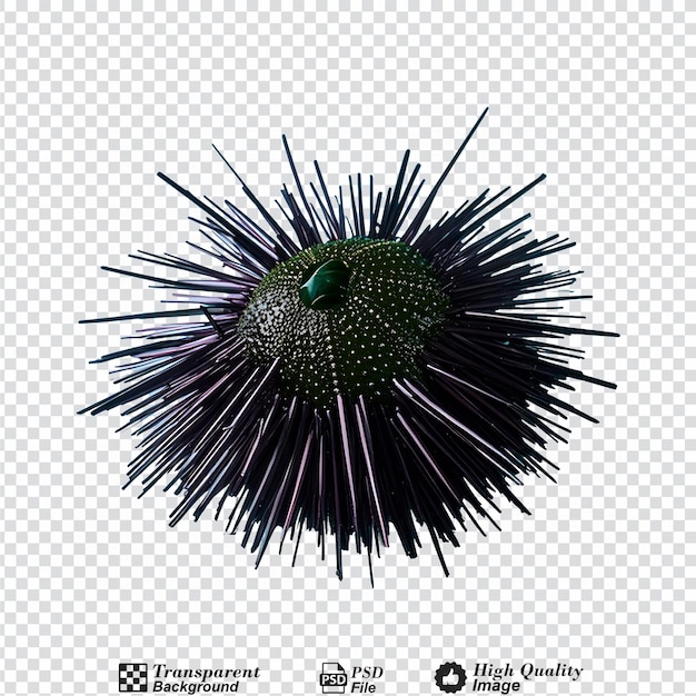 PSD sea urchin isolated on transparent background