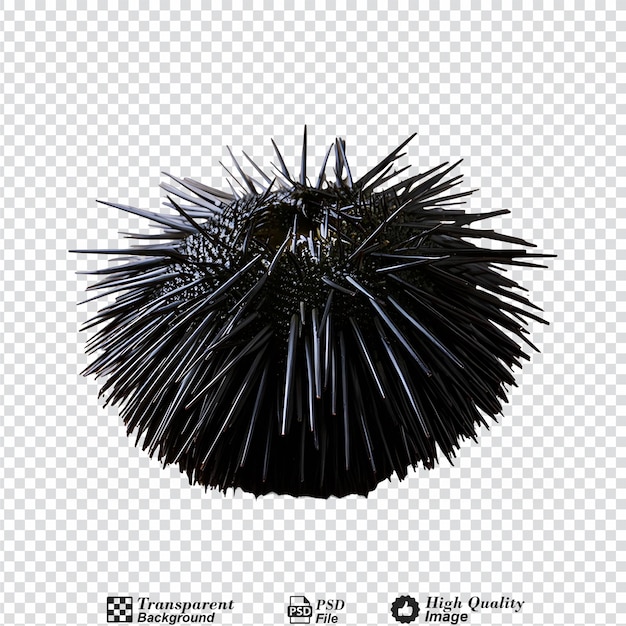 PSD sea urchin isolated on transparent background