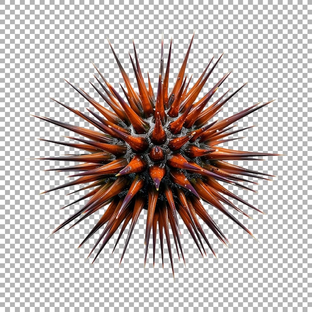 Sea Urchin on Transparent Background Ai Generated