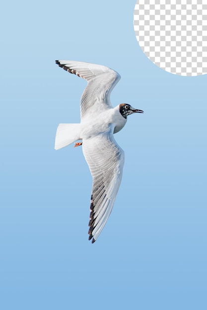 PSD seagull flying in the sky, seagull transparent background png clipart