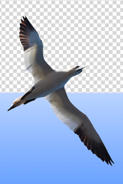 Seagull flying in the sky, seagull transparent background png clipart