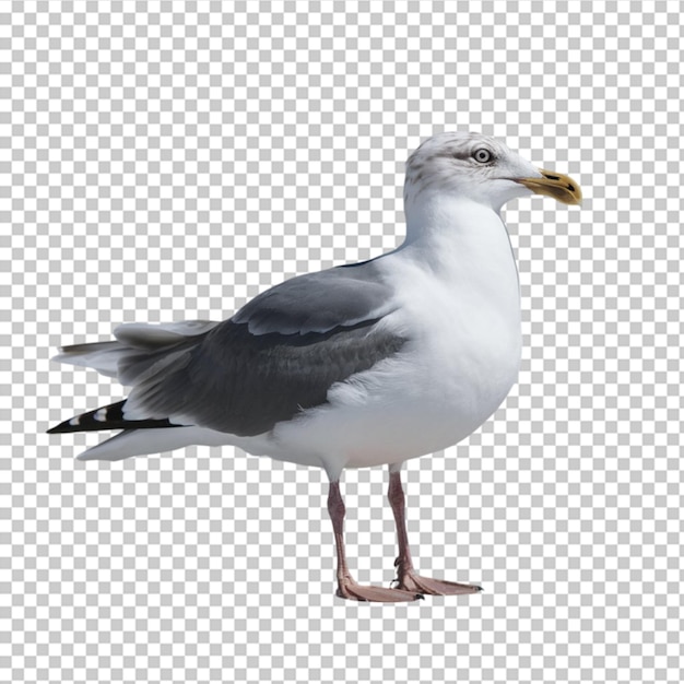 PSD seagull in a standing position with wings slightly open isolated on transparent background