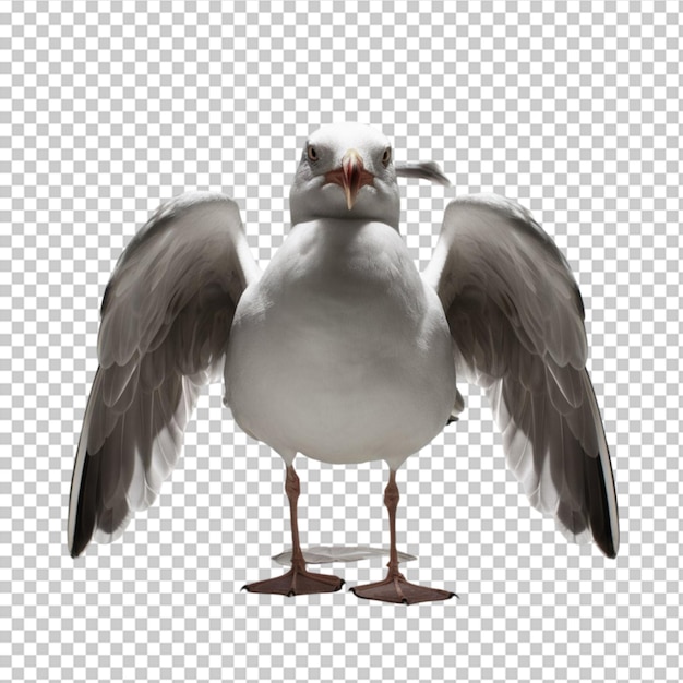 PSD seagull in a standing position with wings slightly open isolated on transparent background