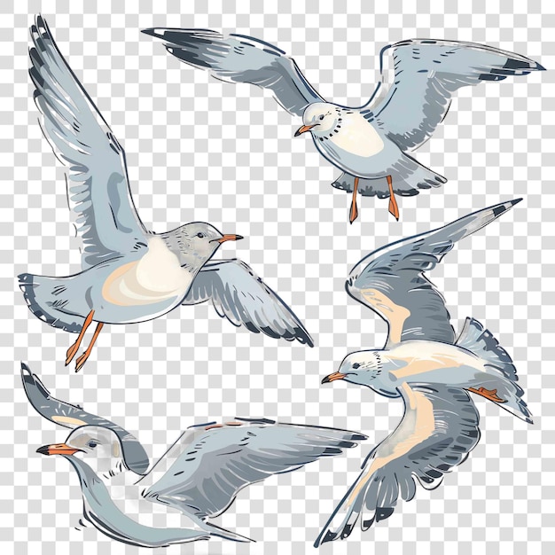 PSD seagulls transparent background watercolor clipart