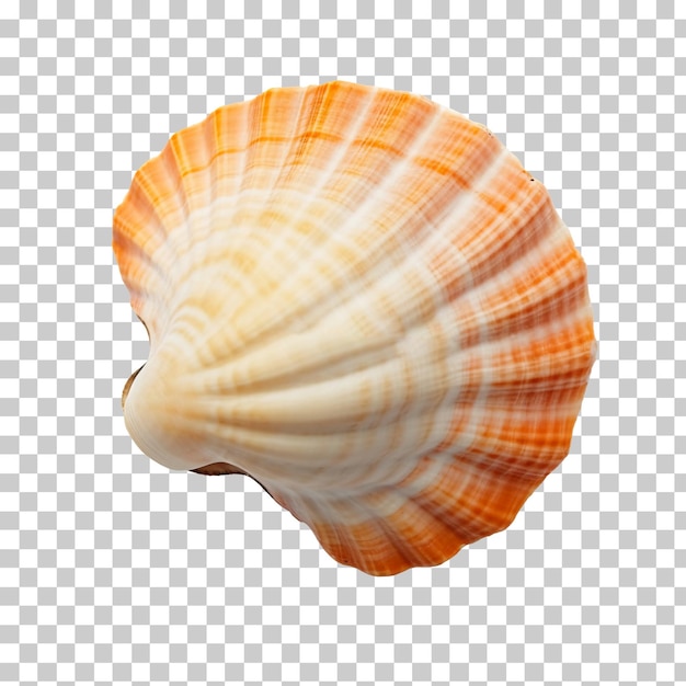 Seashell isolated on transparent or white background png