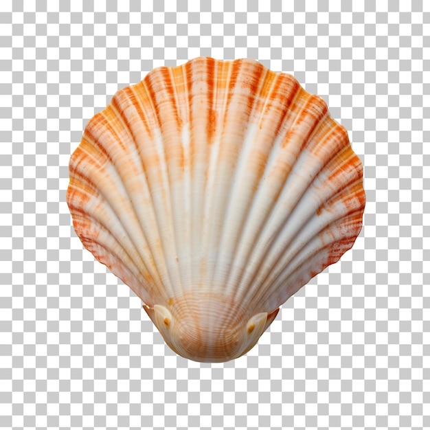 Seashell isolated on transparent or white background png