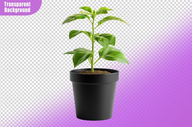 PSD seedling on black pot isolated on transparent background