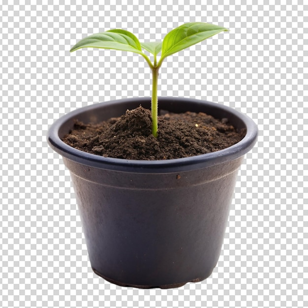 PSD seedling on black pot isolated on white background