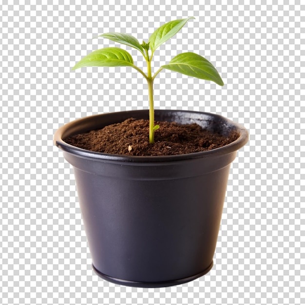 PSD seedling on black pot isolated on white background