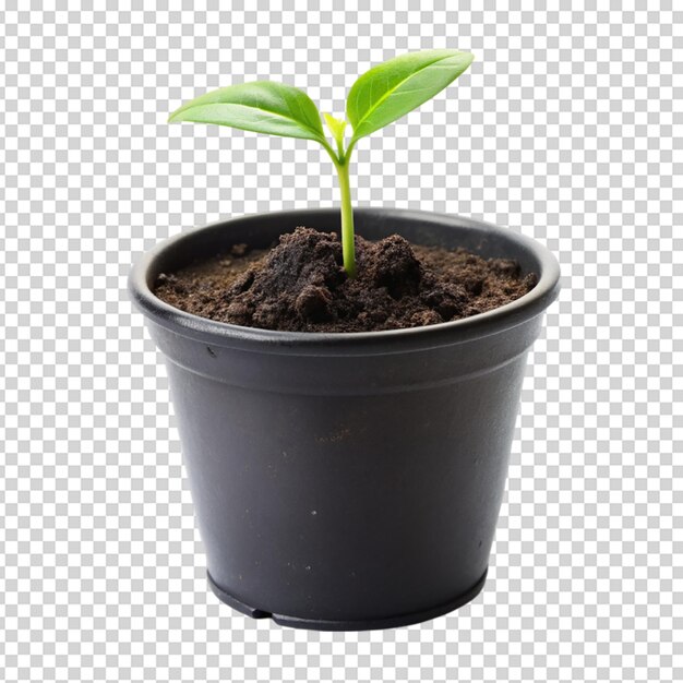 PSD seedling on black pot isolated on white background