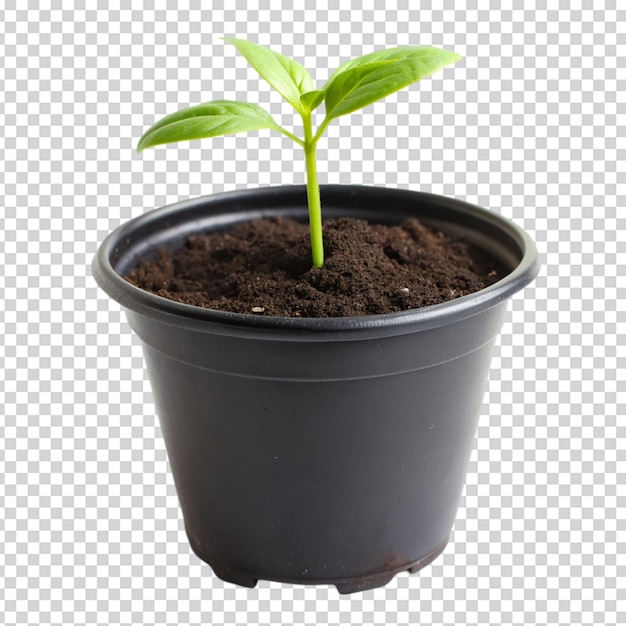 PSD seedling on black pot isolated on white background