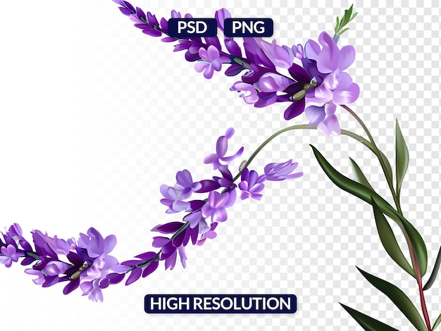 SemiCircular Arrangement of Lavender Flowers Isolated on Transparent Background