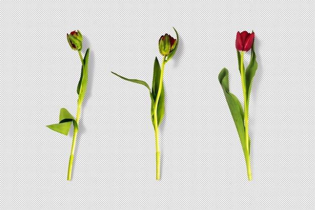 Separate red tulips isolated movable objects