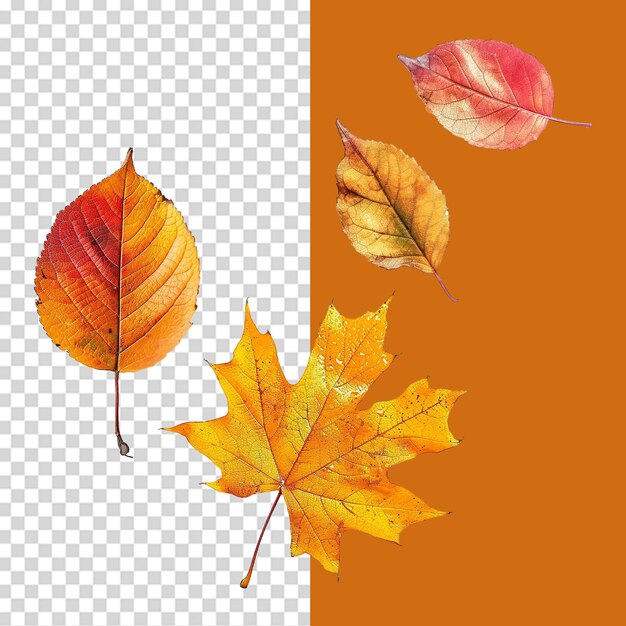 PSD a set of autumn colorful leave isolated on transparent background