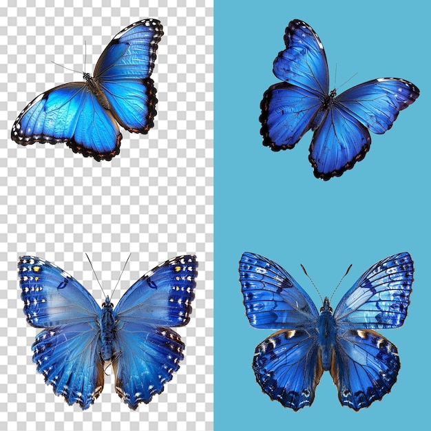 A set of Blue butterfly isolated on transparent background