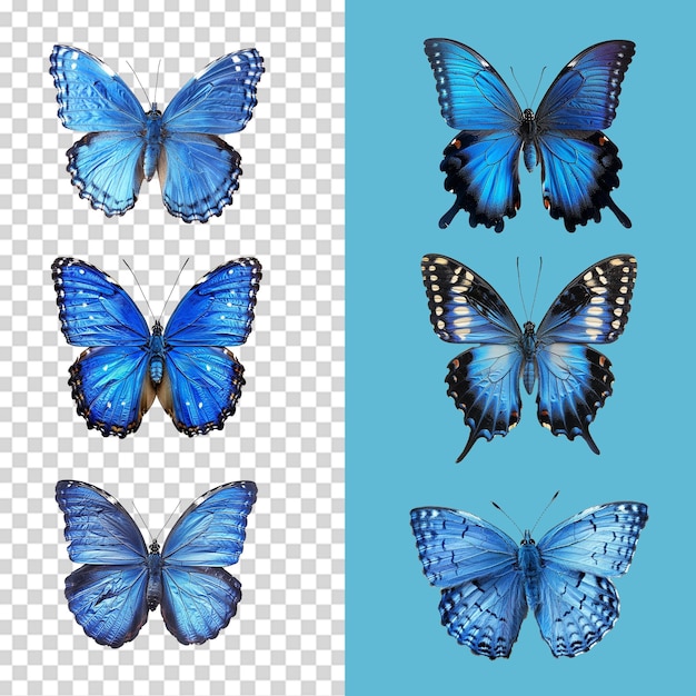 A set of Blue butterfly isolated on transparent background