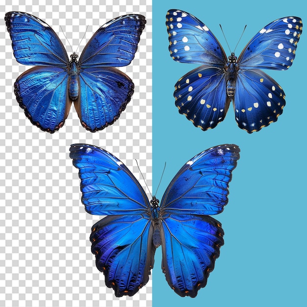 A set of Blue butterfly isolated on transparent background