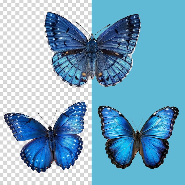 A set of Blue butterfly isolated on transparent background