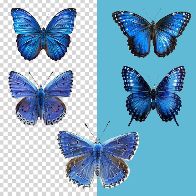 A set of Blue butterfly isolated on transparent background